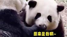两姐弟我都爱！！！#大熊猫 #大熊猫和花 #大熊猫和花和叶 #可爱到爆炸
