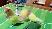 鹦鹉打篮球