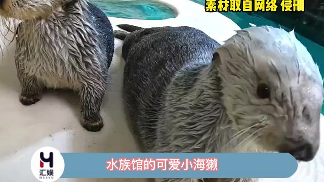 水族馆的可爱小海獭，跟饲养员握手手求摸摸萌翻了