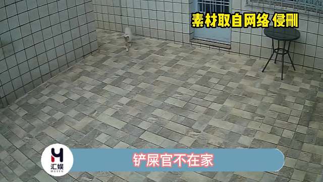 猫猫快递员，它真的好聪明啊！