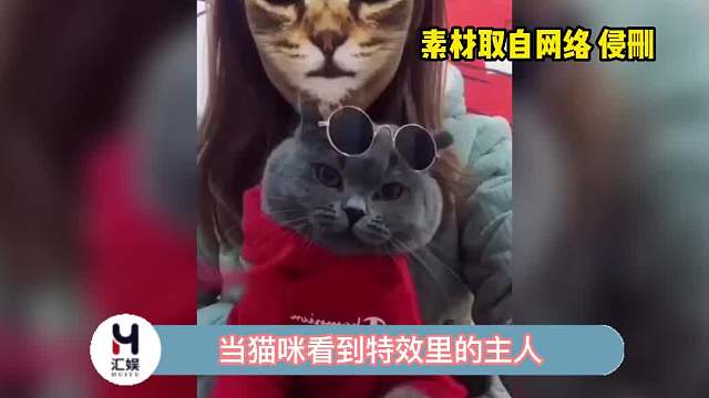 当猫咪看到特效里的主人，它们的反应好真实！
