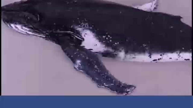 如果让你做决定，你会如何选择？