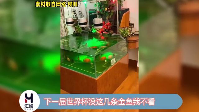 下一届世界杯没这几条金鱼我不看，必须安排上！