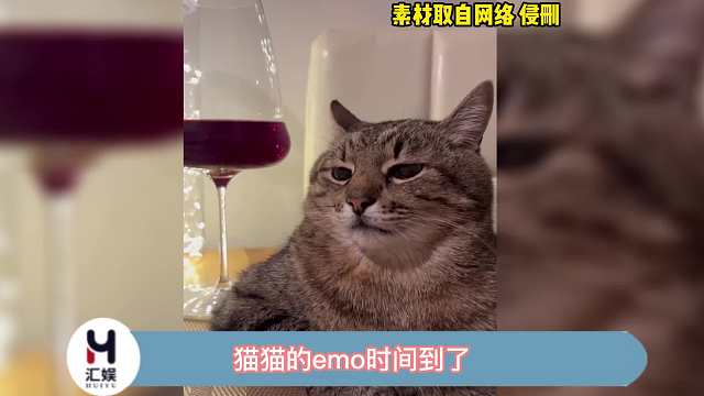 猫猫一整个透露着一种成熟气息
