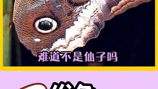 _这三种蝴蝶完全就是仙子吧，挥动翅膀的时候也太好看了，想要一个