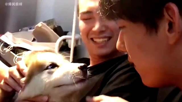 盘点那些狗子的无语瞬间