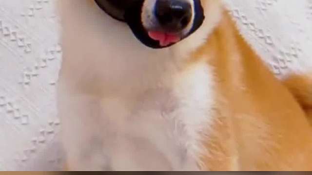 动物搞笑形象名场面，狗子颜值不够铲屎官来凑，我就是最靓的仔