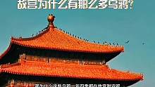 #热门 #内容过于真实 #历史 #原创 #传统文化 紫禁城为什么常年聚集那么多乌鸦？