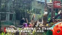 大熊猫“萌兰”有多火？排队4小时，观看5分钟#大熊猫萌兰运动场周边限时参观 #大熊猫萌兰有多火