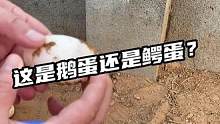这是鹅蛋还是鳄蛋？#鳄珍 #鳄鱼