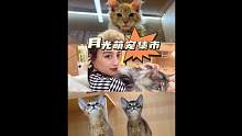 谁能忍得住啊！！#谁能拒绝傻憨憨的小猫咪 #被迫营业的猫猫 #抖in萌宠计划 #狗是人类最忠诚的朋友
