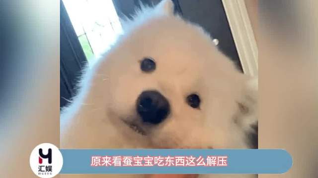 看蚕宝宝吃桑叶有种莫名舒适