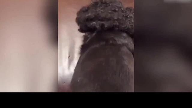  可爱的有趣的动物视频动物爱好者有趣的视频《1042》