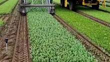 机械化收菜就是爽~#解压