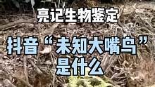 抖音未知大嘴鸟是什么#亮记生物鉴定 #寒假充电计划