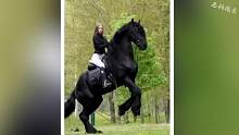 盘点9种最强大的马，第三种竟被法国以国礼相送 #科普知识 #马术运动