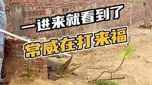 一进来就看到了常威在打来福。#鳄珍