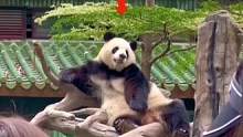 网友:做熊猫也太幸福啦