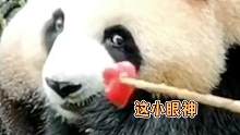 肉肉眼神中透露着机智，欲擒故纵这招还真好用#大熊猫梅兰肉肉 #大熊猫 #搞笑