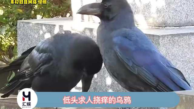 看在它这么诚恳的份上、你就帮帮它吧