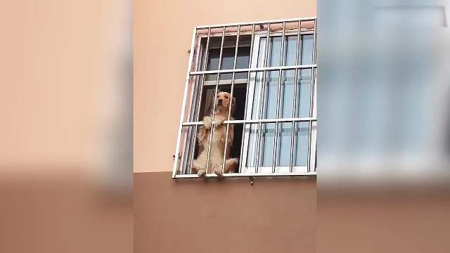 萌宠行为每日一遍，欢乐无限