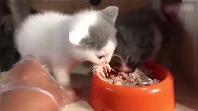 神奇动物在这里