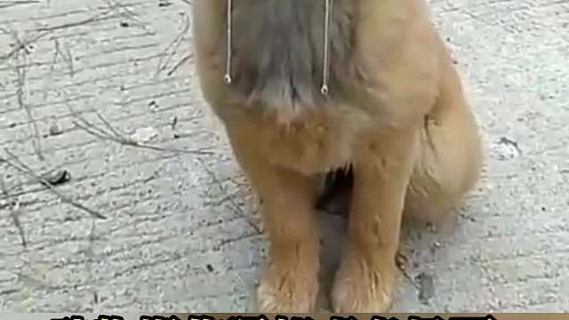 动物操作猛如虎名场面，一看结果苦了自己笑惨了铲屎官，沙雕动物