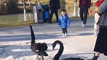 黑天鹅一家五口旁若无人的穿过公园人群
