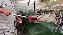 宠物这鳄鱼有点憨憨的
