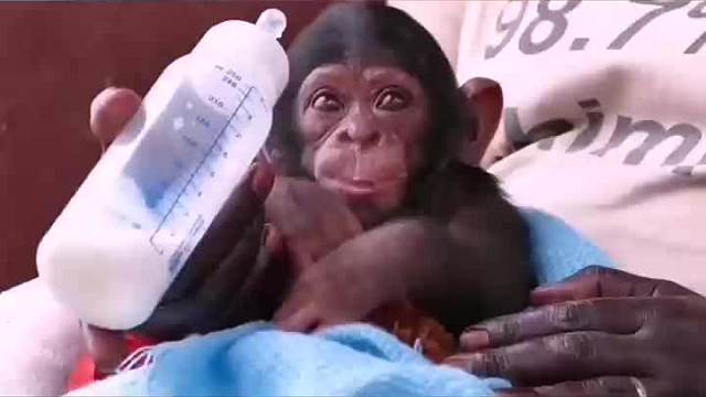 它是第一只在太空旅行的黑猩猩宇航员