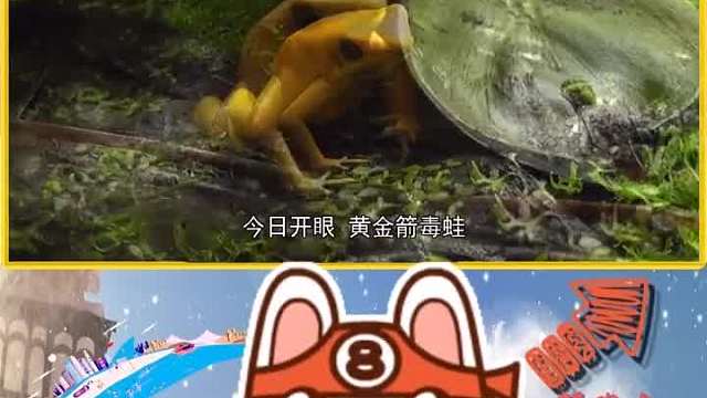 全球最漂亮的青蛙，浑身沾满剧毒，连眼镜蛇都要甘拜下风！