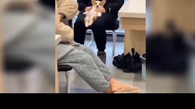  动物迷惑行为大赏之含狗量100%《003》