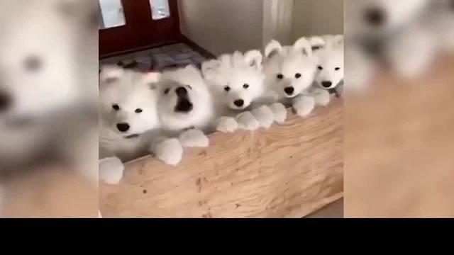  动物迷惑行为大赏之含狗量100%《002》