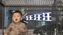 萌娃钻狗窝不愿出来，狗子单间秒变“合租房”，网友：听到汪汪几声我笑了