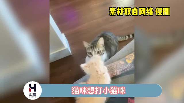 猫咪竟然听懂了主人的话！