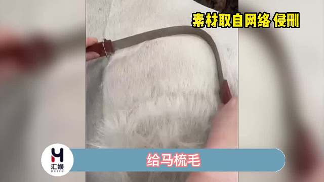 给马梳毛，莫名有点解压啊！