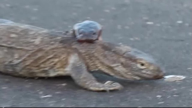 动物趣闻有点意思，巨型被女友死死缠绕