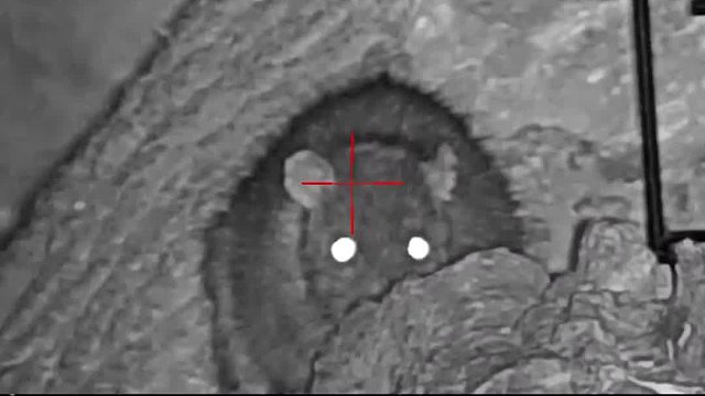 老鼠成灾是种什么场景，看看国外是如何消灭老鼠的