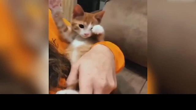 可爱和有趣的动物视频-可爱的宠物《027》