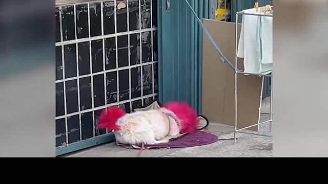  动物迷惑行为大赏之含狗量100%《001》