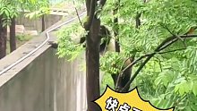 大熊猫珠珠翻墙越狱，听到饲养员多次呼喊终放弃！公园最新回应：第一次，暂不确定是否砍树