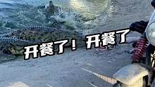 开餐了开餐了#鳄珍 #鳄鱼