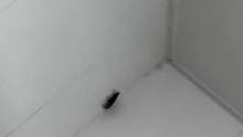男子住宿浴室发现蟑螂，没想到吧，南方蟑螂是会飞的。#寝室 #搞笑 #惊不惊喜意不意外 #现场实拍 #