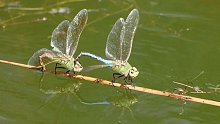 蜻蜓交尾产卵