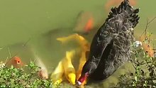 一群小鱼在等着天鹅的“投喂”