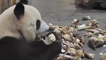 竹笋管够！广西一大熊猫吃笋只吃笋尖尖！