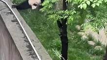 熊猫珠珠企图翻墙被喊回