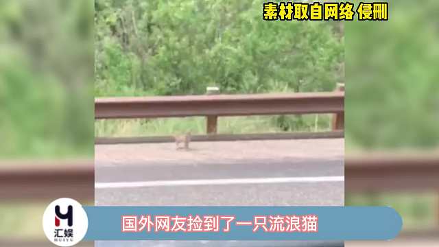 最后隔着铁栏的拥抱好有爱，始终是小主人的大猫啊