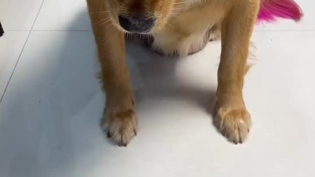 狗子智商太高也是很苦恼