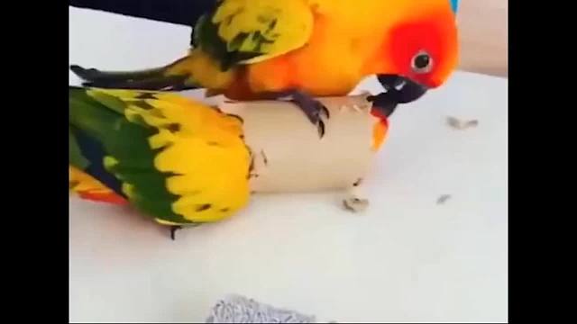  萌宠爆笑合集，看一遍笑一遍《1021》